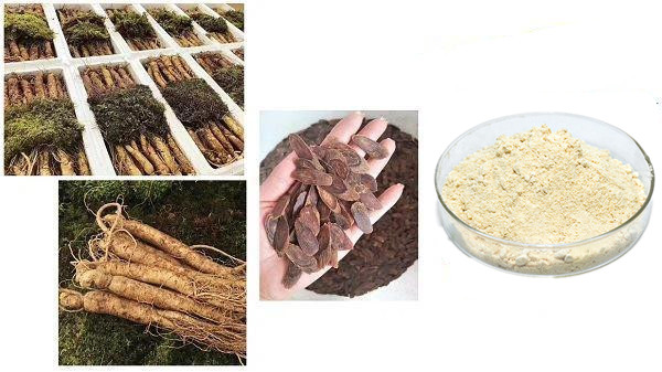 American ginseng saponins.jpg